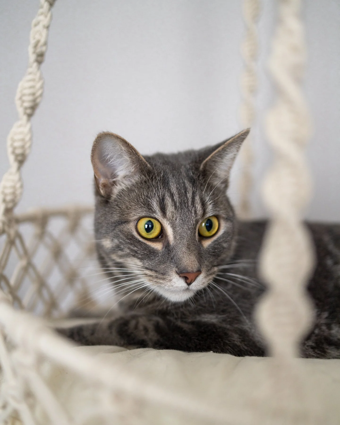 Milo Hanging Handmade Macrame Cat Bed - Image 3