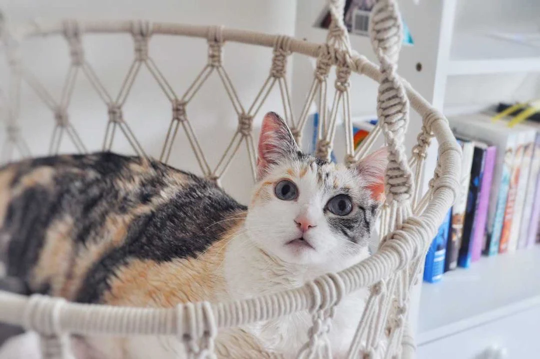Milo Hanging Handmade Macrame Cat Bed - Image 5